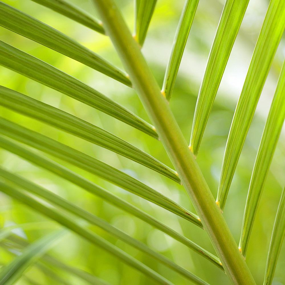 Close up of palm leaf