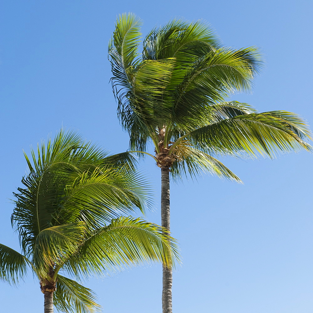 Palm trees in wind
