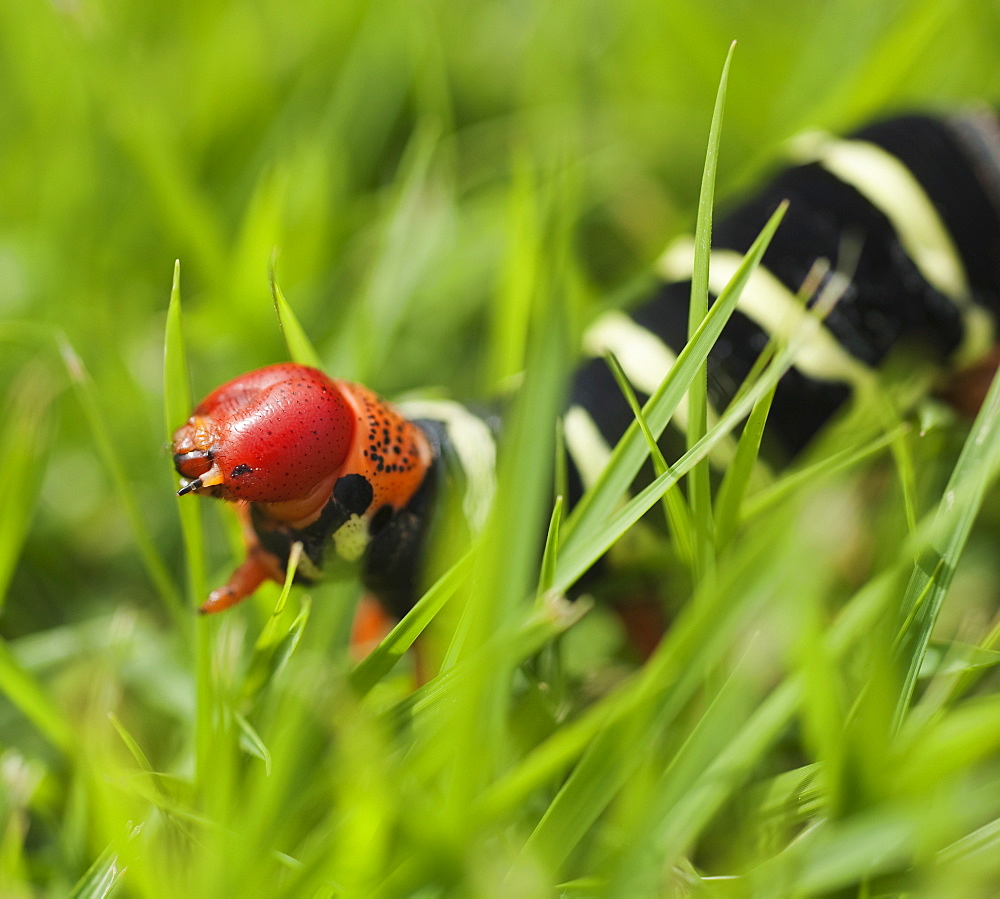 Close up of caterpillar in grass