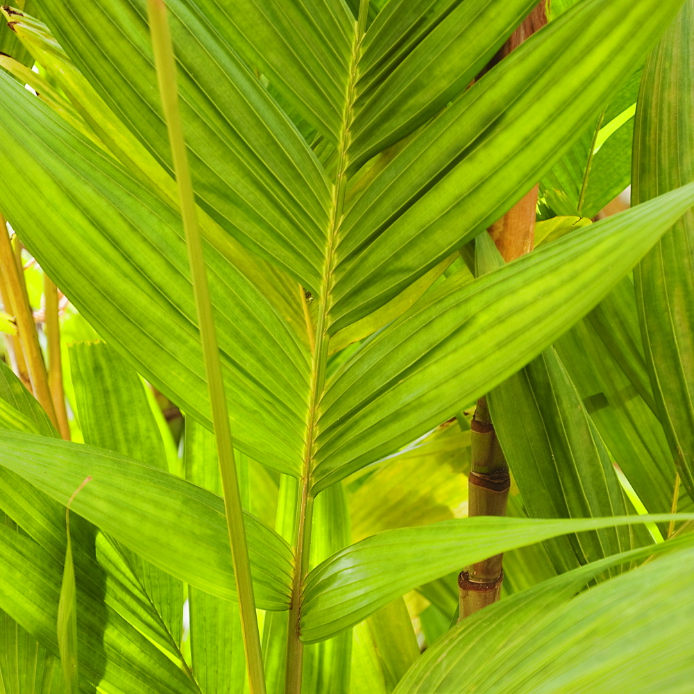 Close up of tropical leaf