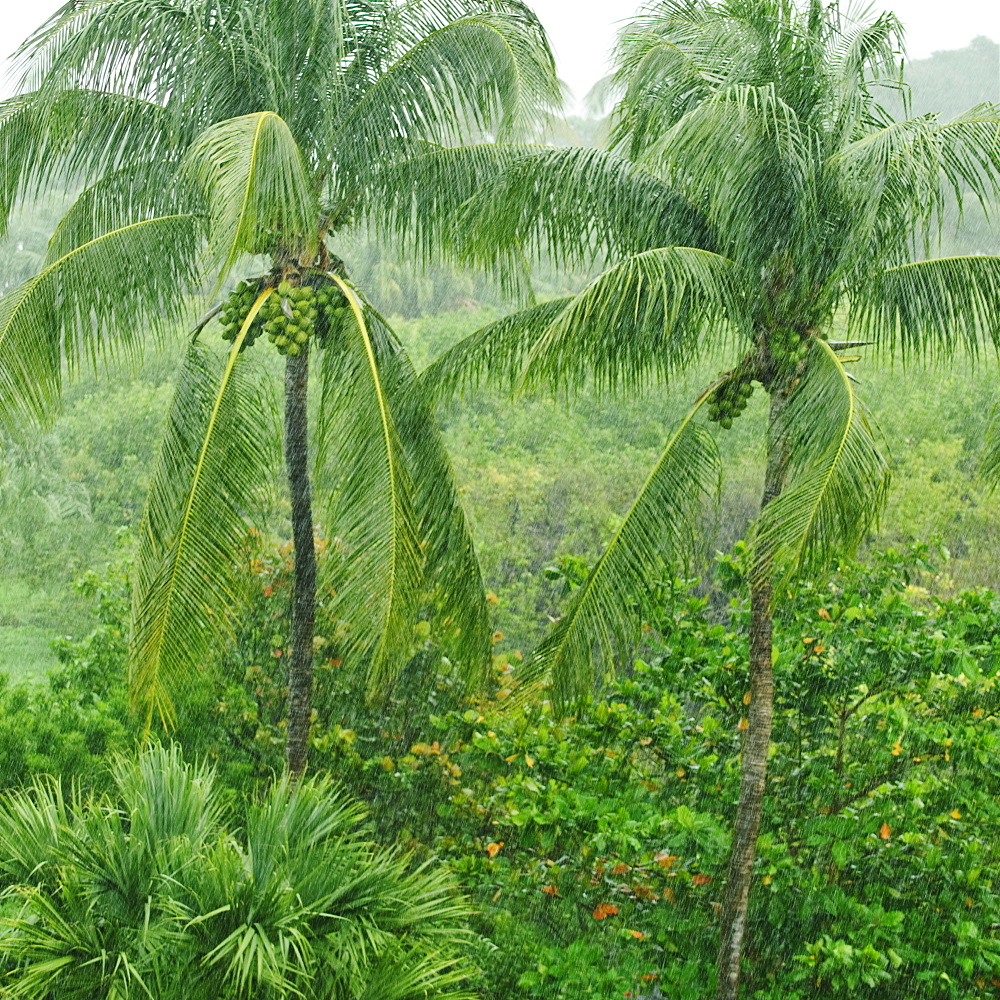 Tropical rainforest