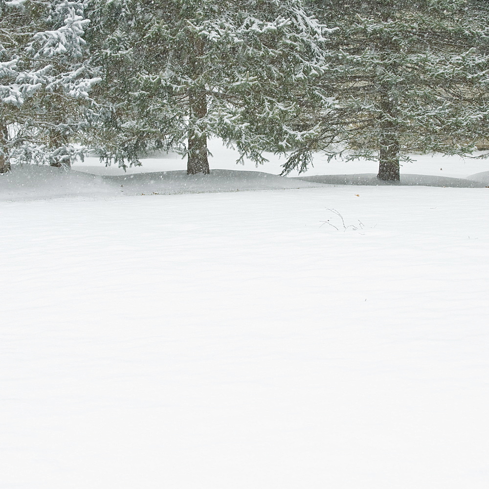 Snowy forest in winter