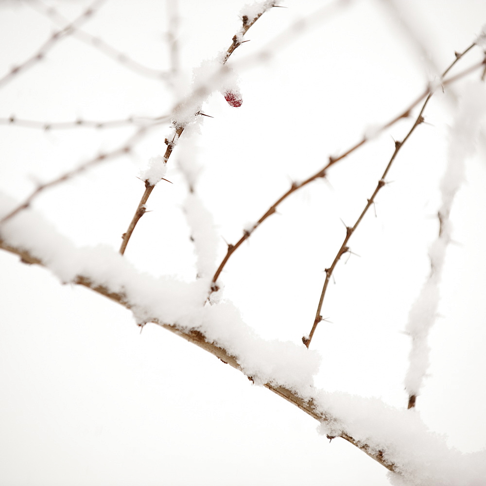 Plant in snow