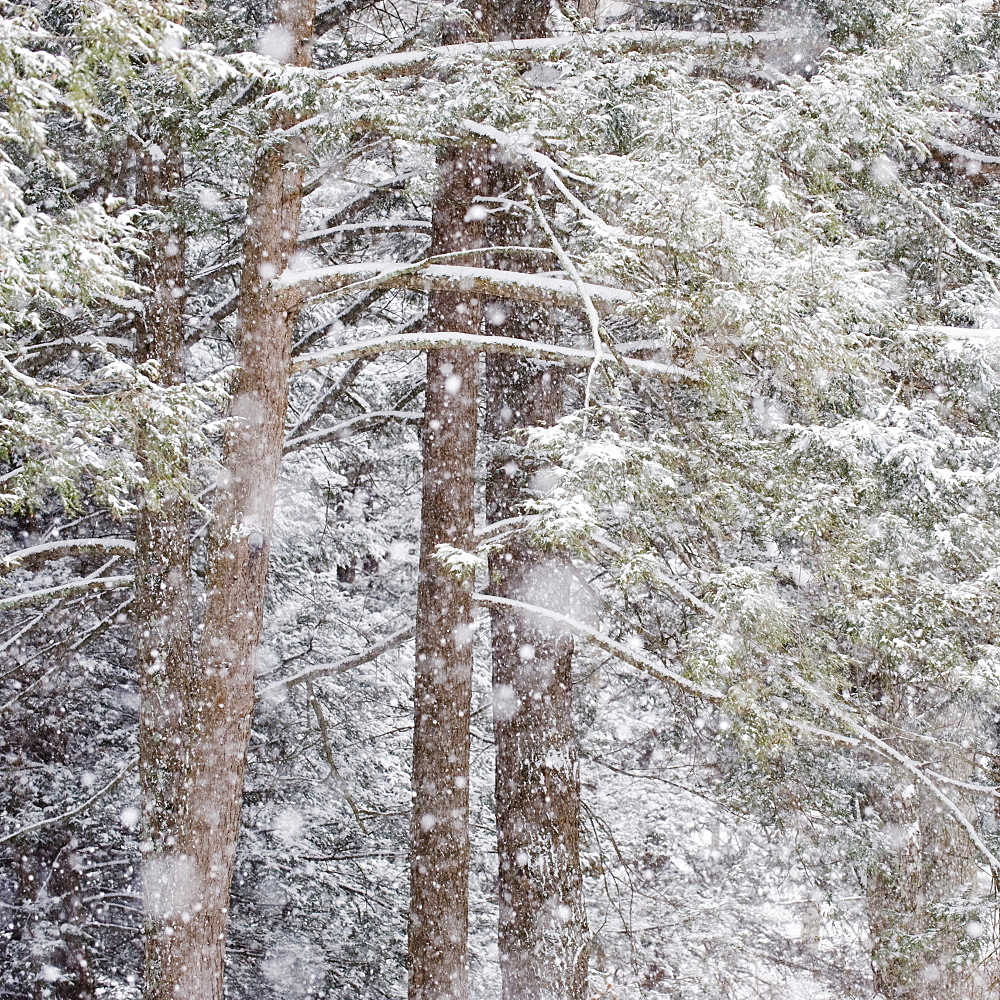 Forest in winter