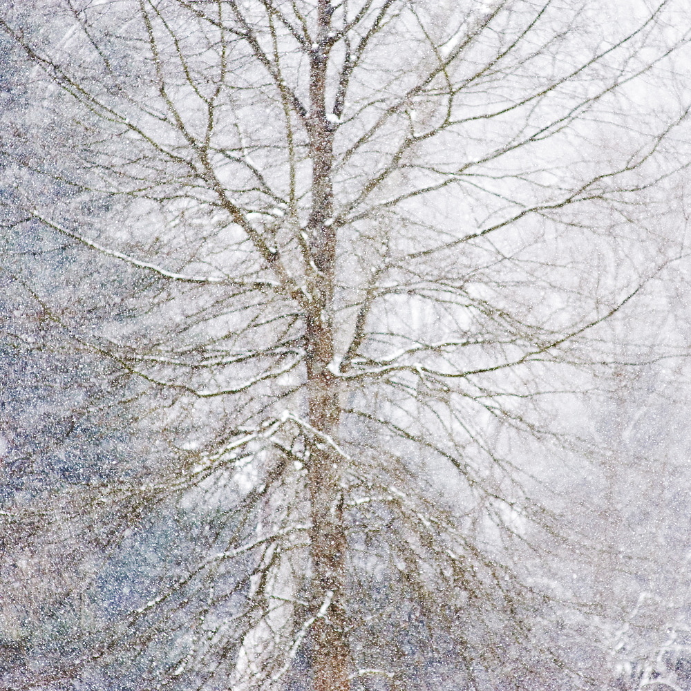 Forest in winter