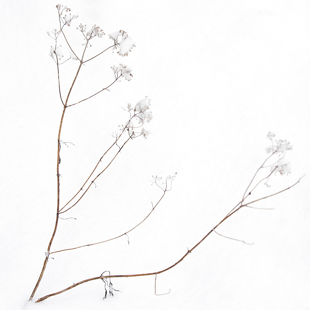Plant in snow