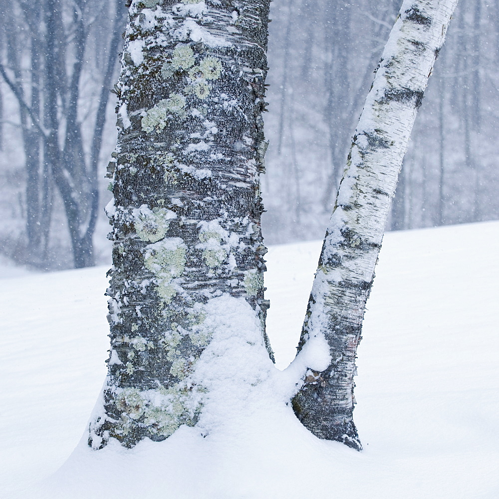 Trees in winter