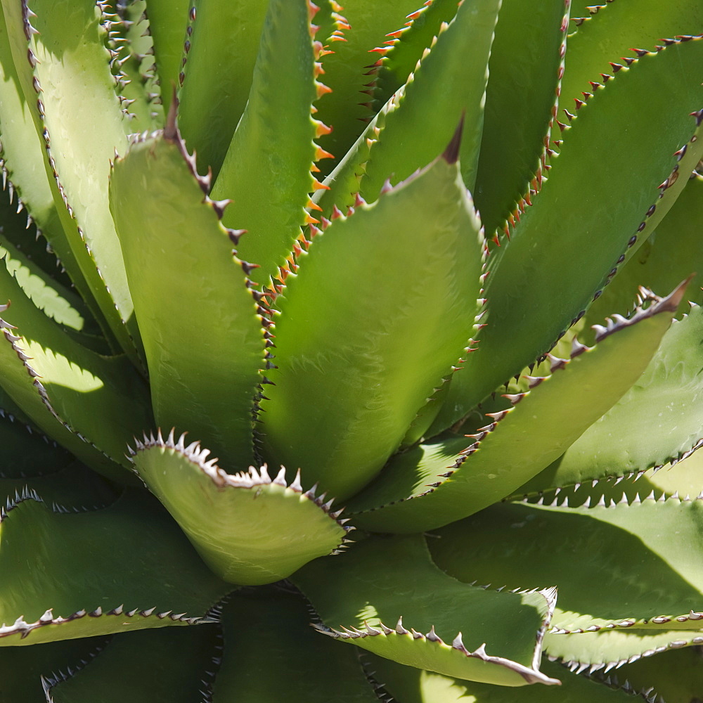 Agave plant