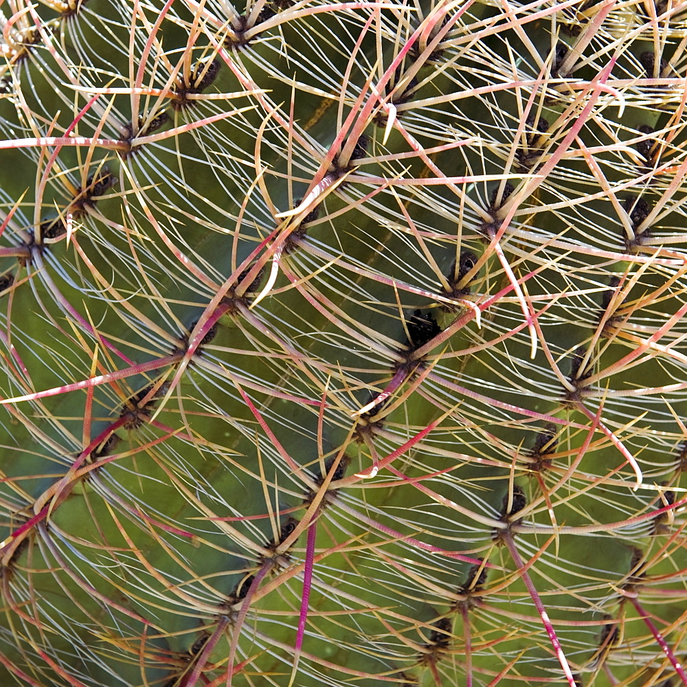 Close up of Barrel Cactus