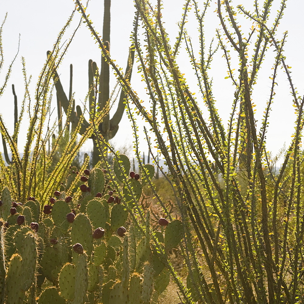 Cactus and desert plants, Saguaro National Park, Arizona