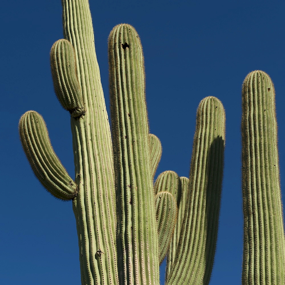 Cactus against blue sky