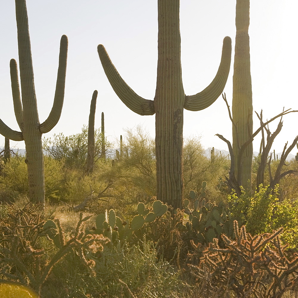 Cactus plants, Saguaro National Park, Arizona