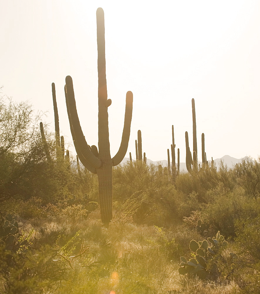 Cactus plants, Saguaro National Park, Arizona