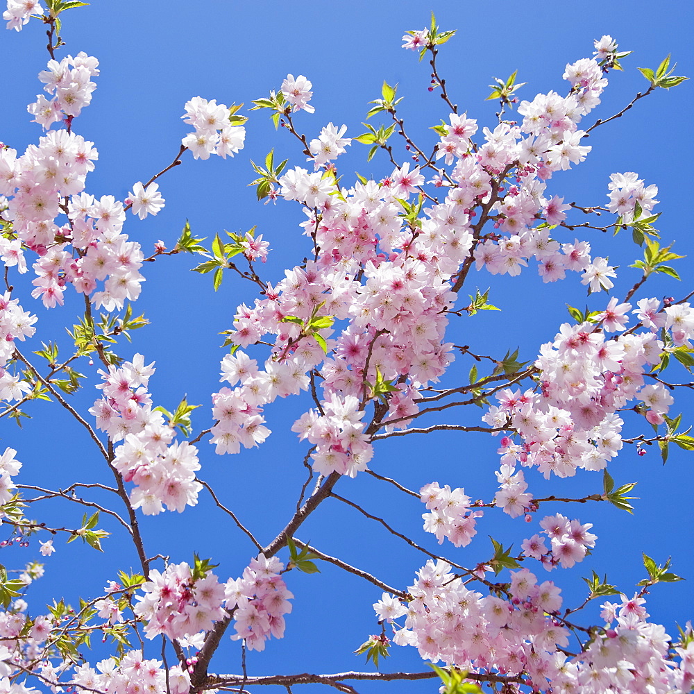 Close up of cherry blossoms