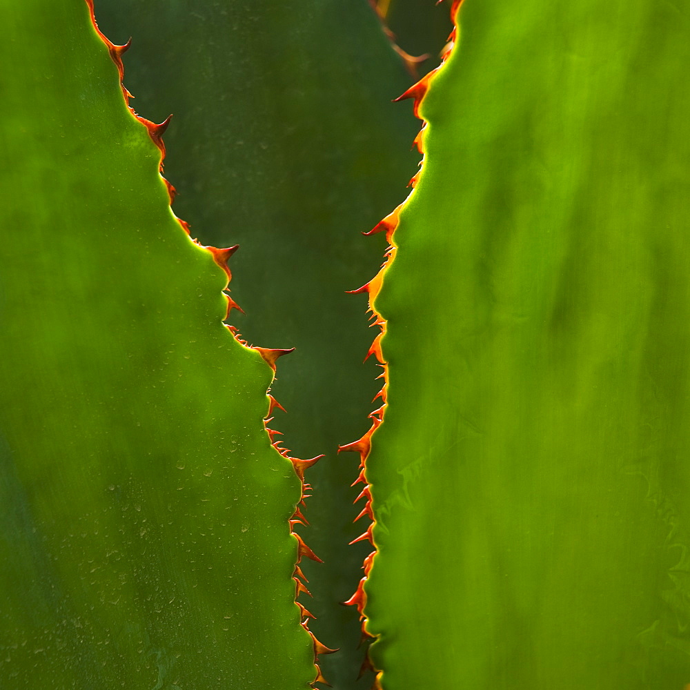 Close up of agave cactus plant