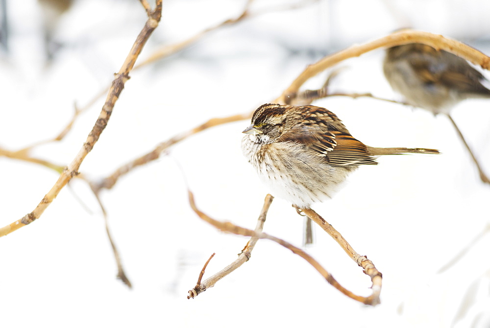 White-throated sparrow, New York City, USA