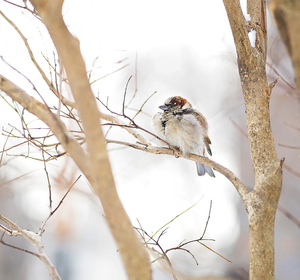 White-throated sparrow, New York City, USA