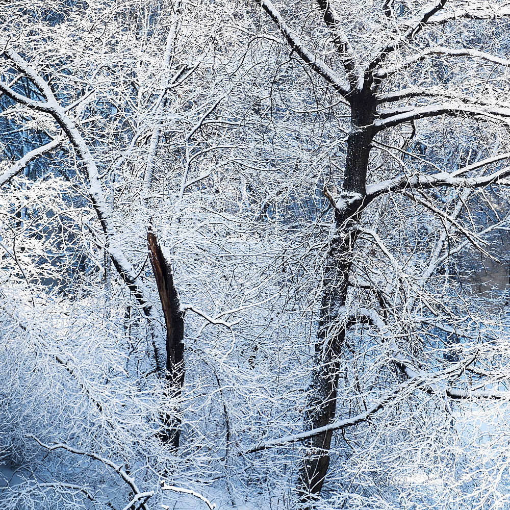 Tree covered with snow in Central Park, New York City, USA