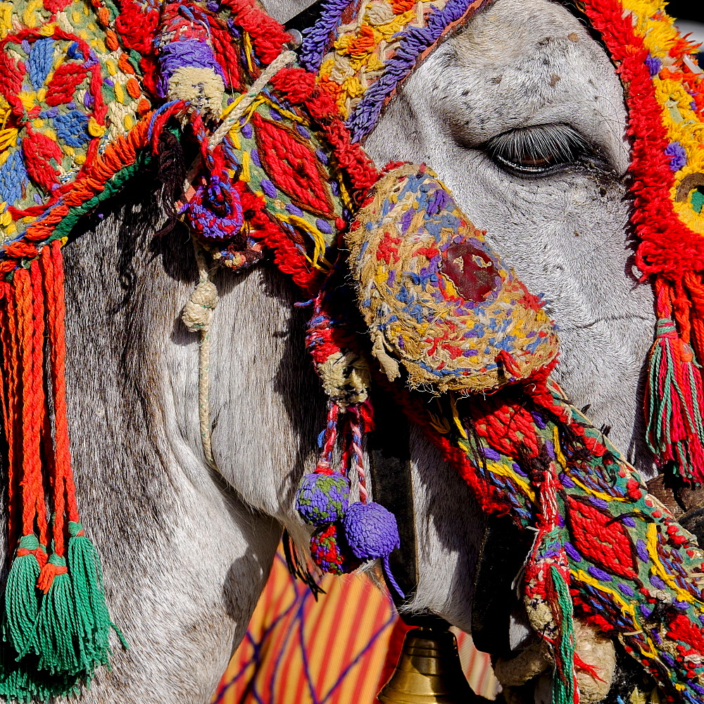 Close up of colorful harness on donkeys head, Mijas, Spain