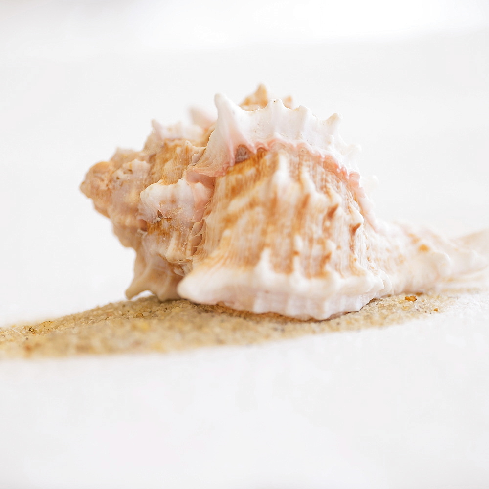 Studio shot of seashell