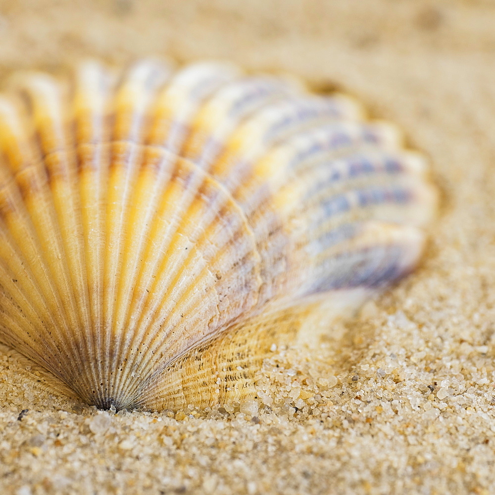 Studio shot of seashell