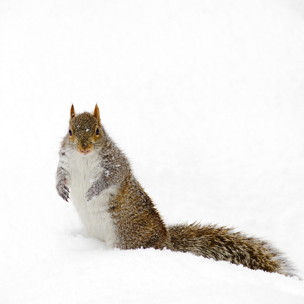 USA, New York, New York City, squirrel on snow