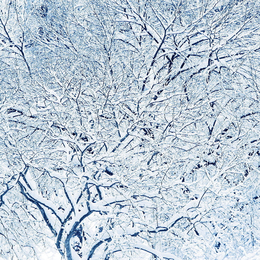 USA, New York, New York City, trees covered with snow in winter