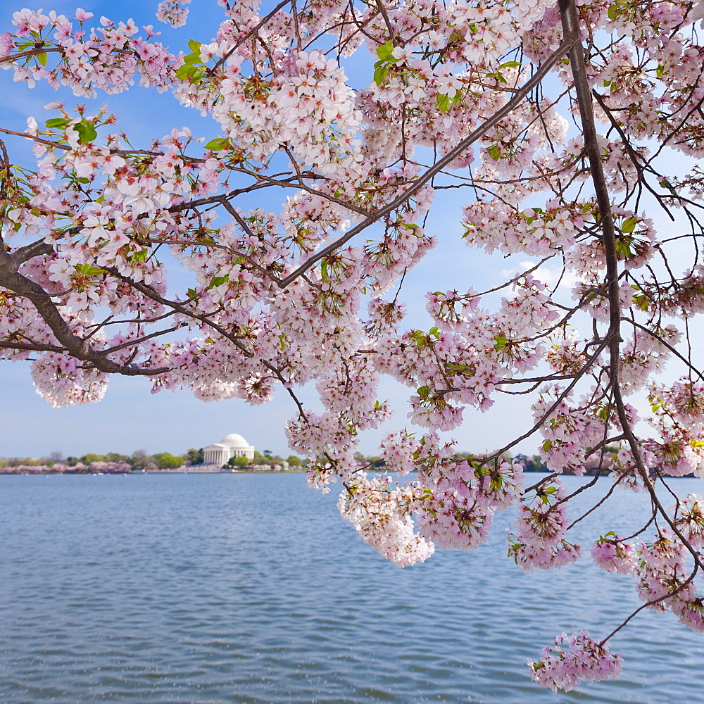 Cherry tree in blossom with Jefferson Memorial in background