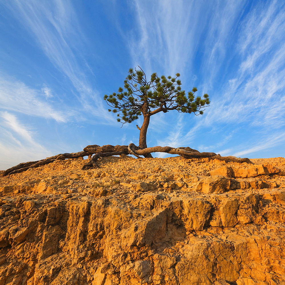 Ponderosa Pine at the edge of cliff, USA, Utah, Bryce Canyon