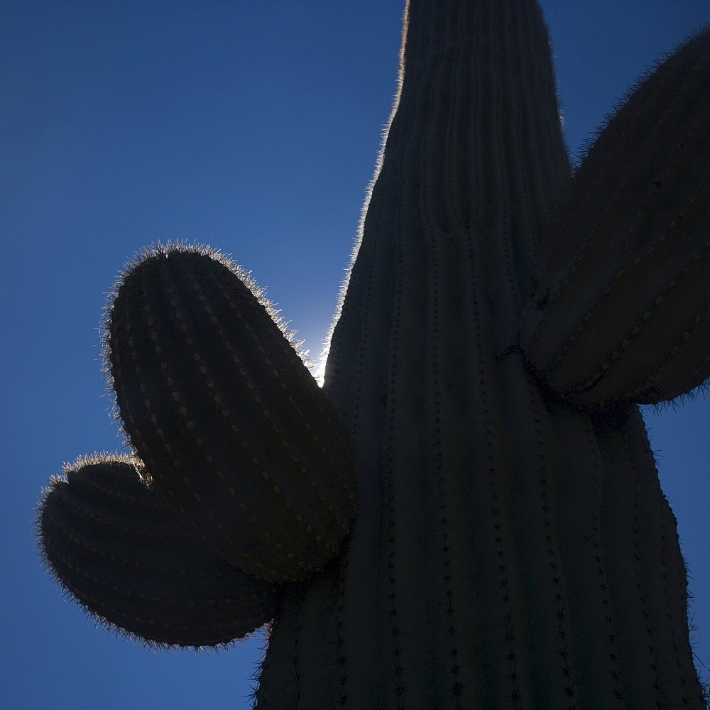 Silhouette of cactus, Arizona, United States