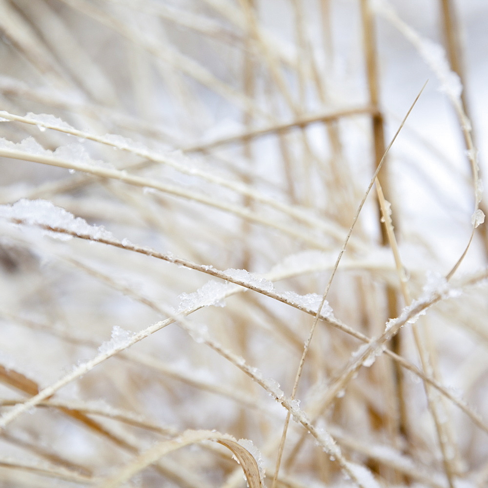 USA, New York State, Rockaway Beach, frozen grass, close-up