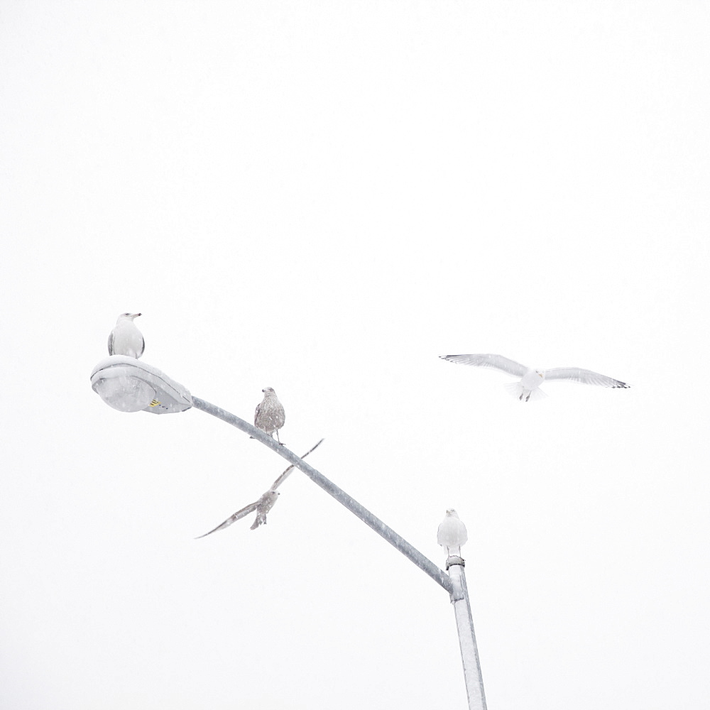 USA, New York State, Rockaway Beach, seagulls perching on street lamp