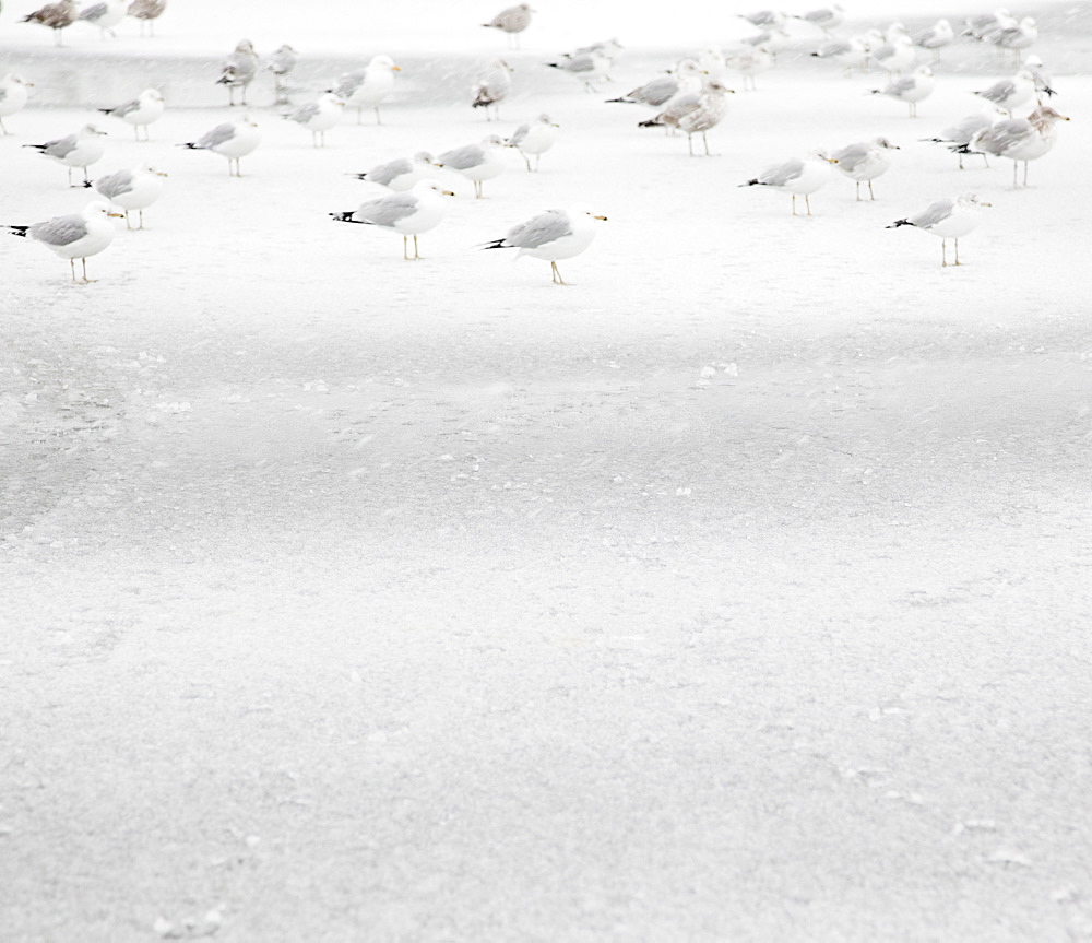 USA, New York State, Rockaway Beach, seagull on beach in winter