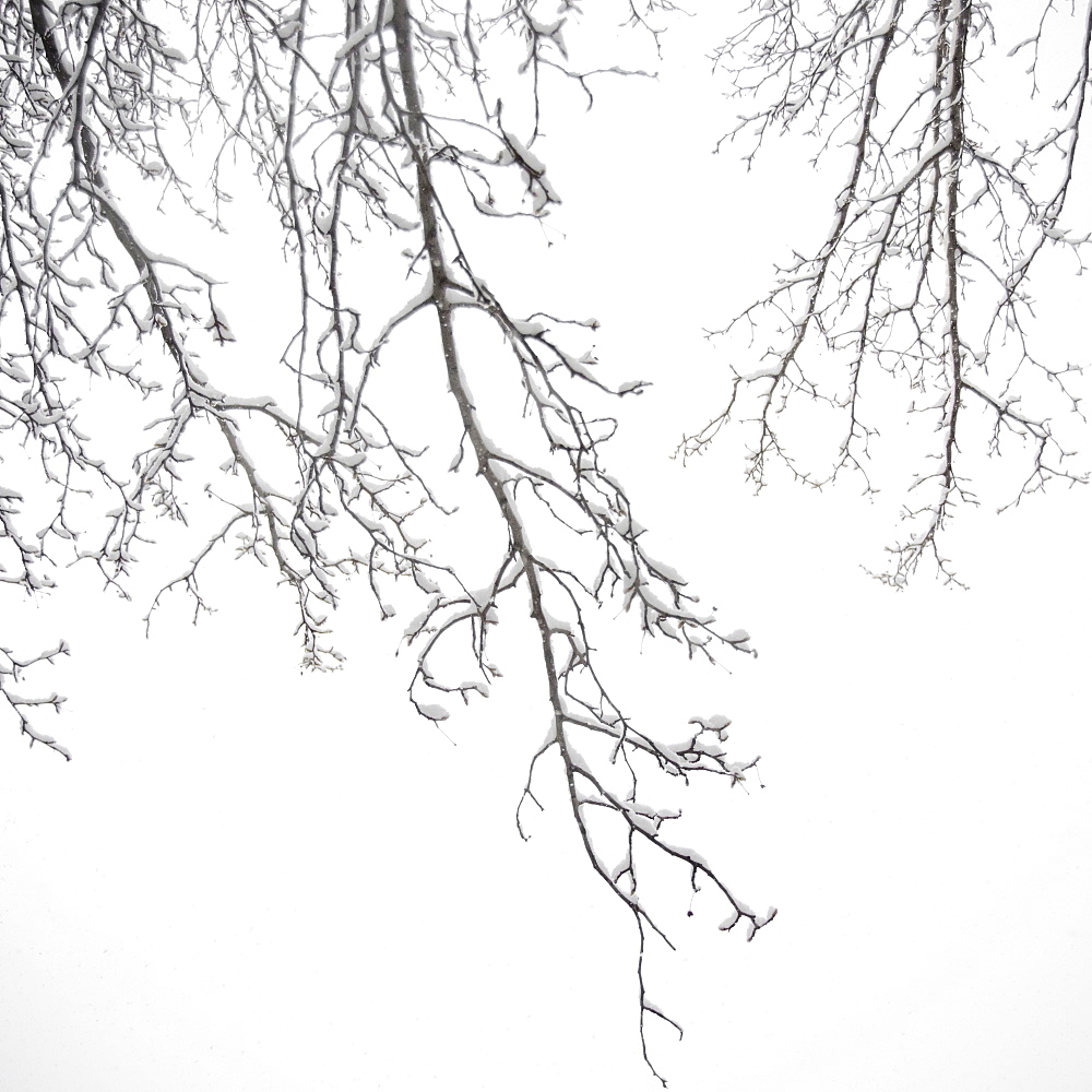 USA, New York State, Brooklyn, Williamsburg, snow on tree branches