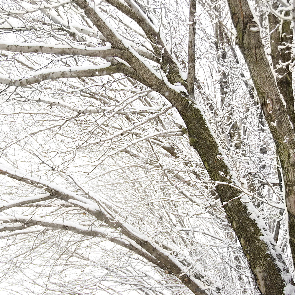 USA, New York State, Brooklyn, Williamsburg, snow on tree branches