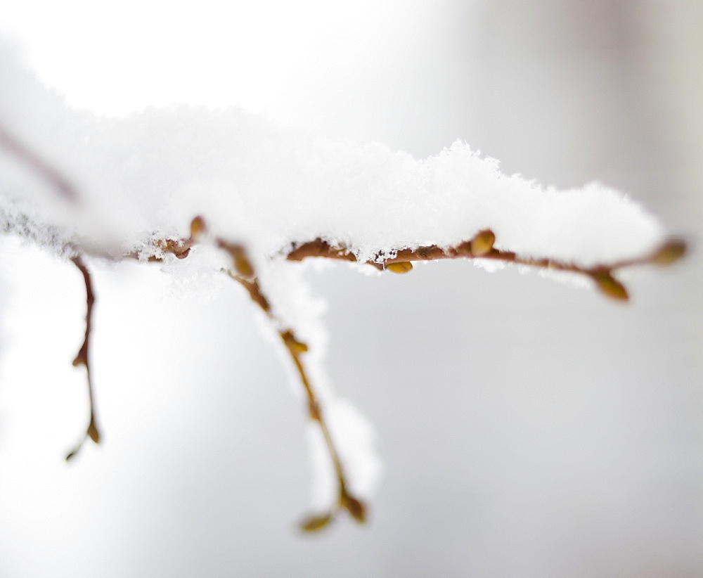 USA, New York State, Brooklyn, Williamsburg, snow on plant branch
