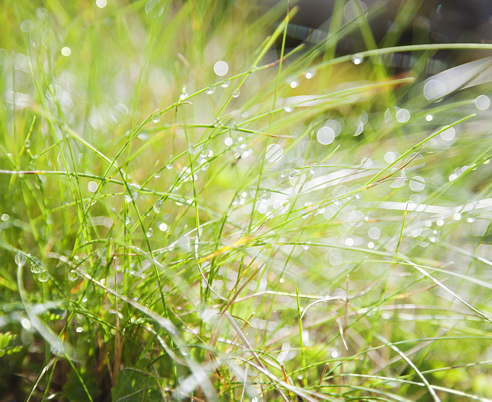 Dew on grass