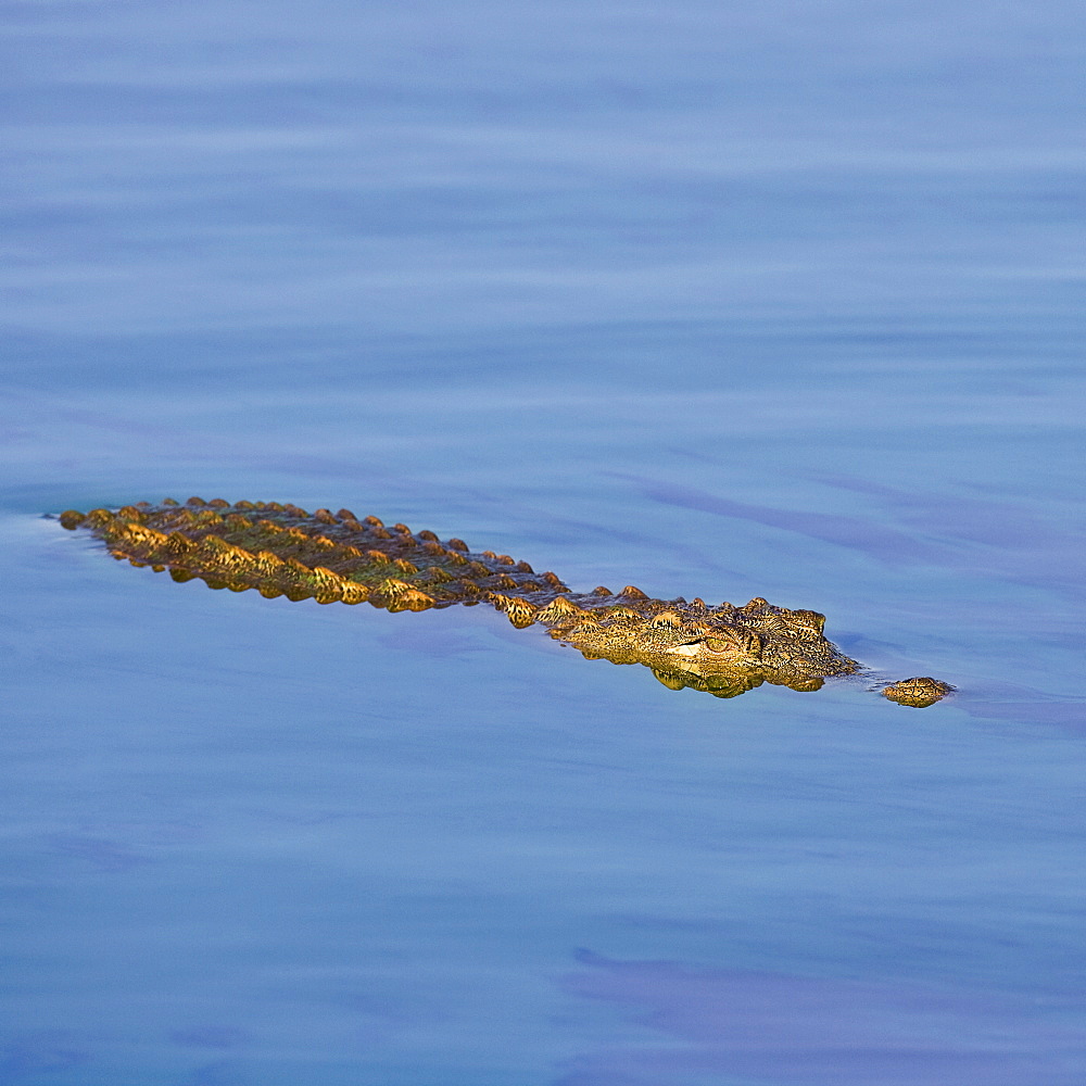 Crocodile swimming in water