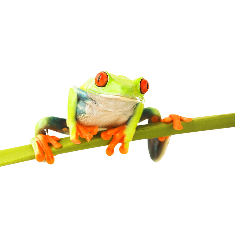 Tree frog on stem