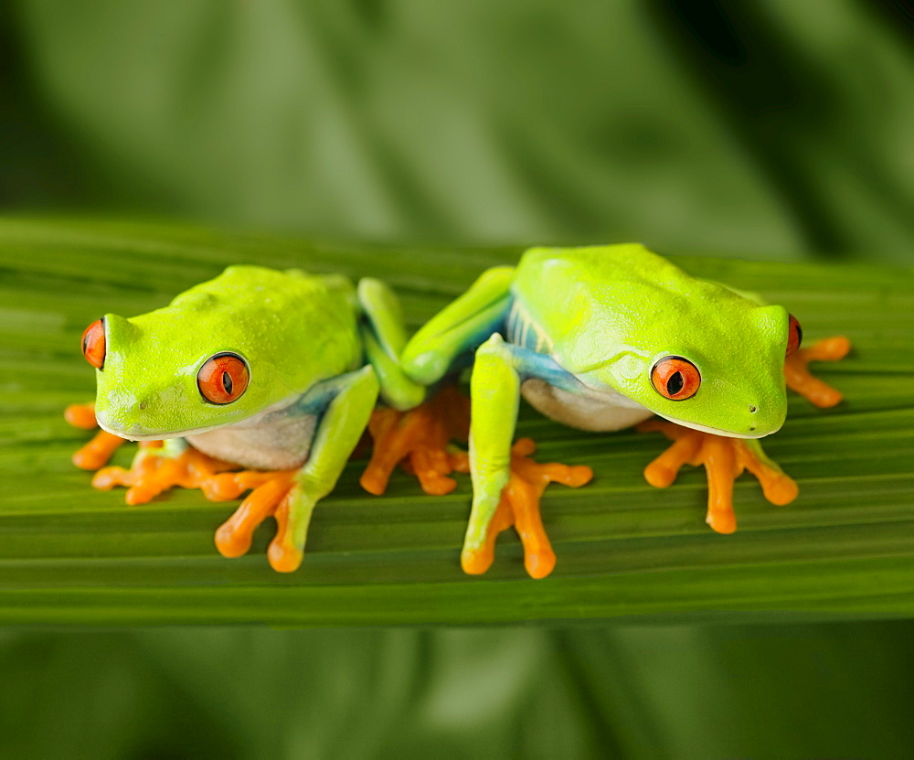 Tree frogs on leaf