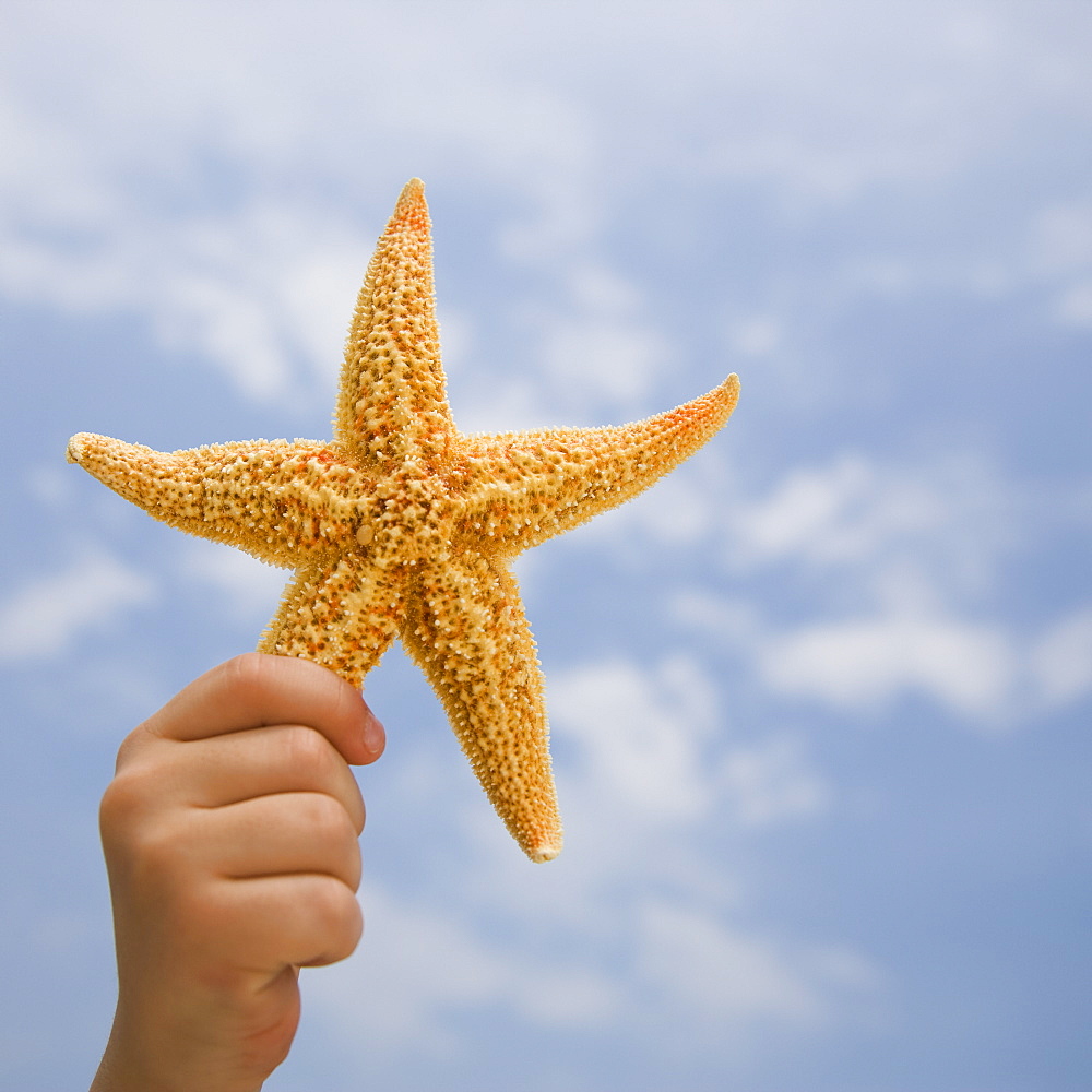 Child’s hand holding starfish