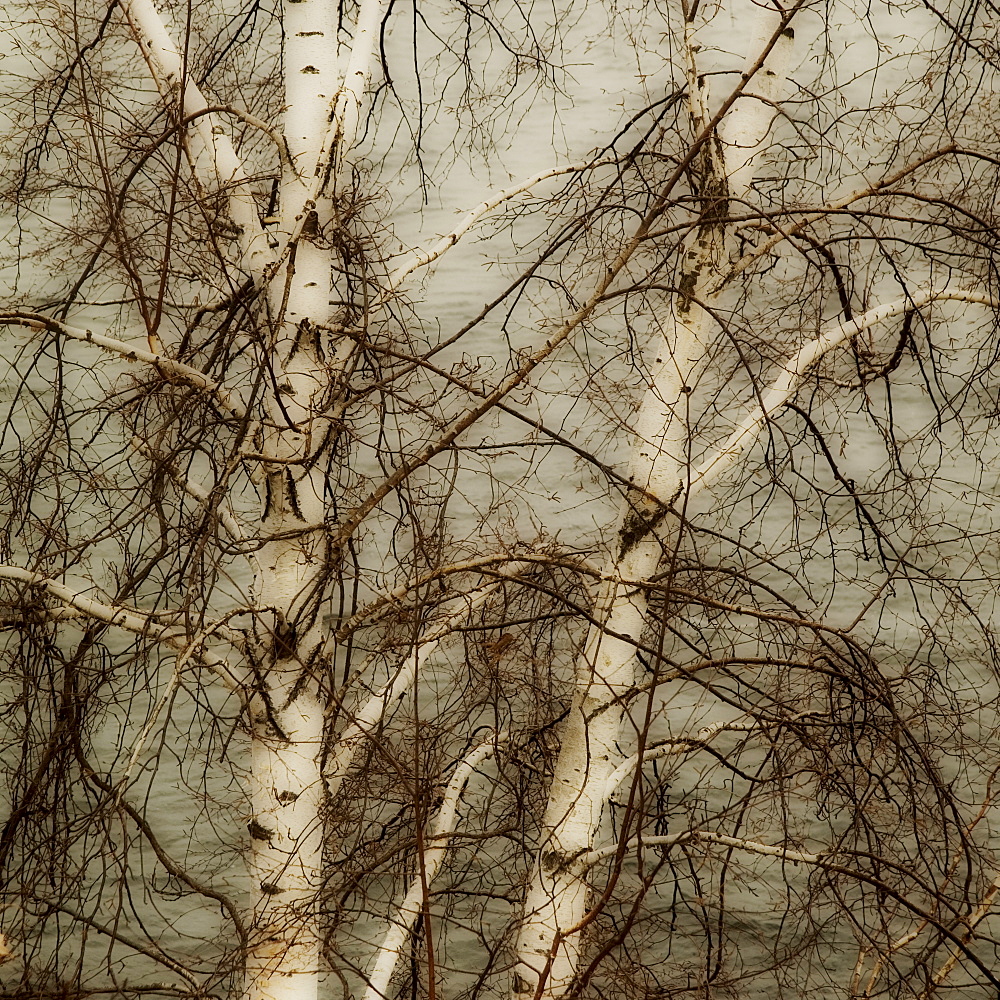 Closeup of tree branches