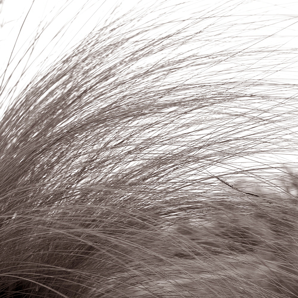 Tall grass bending in the breeze