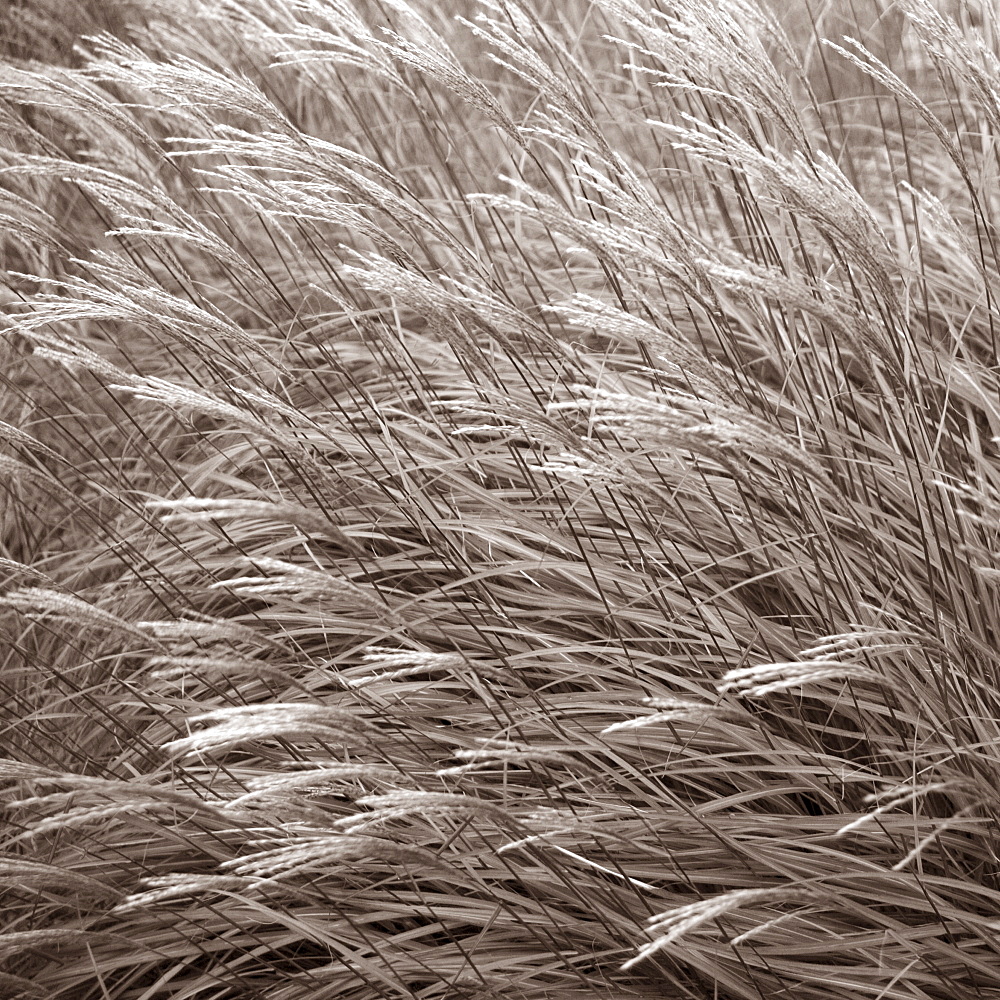 Tall grasses