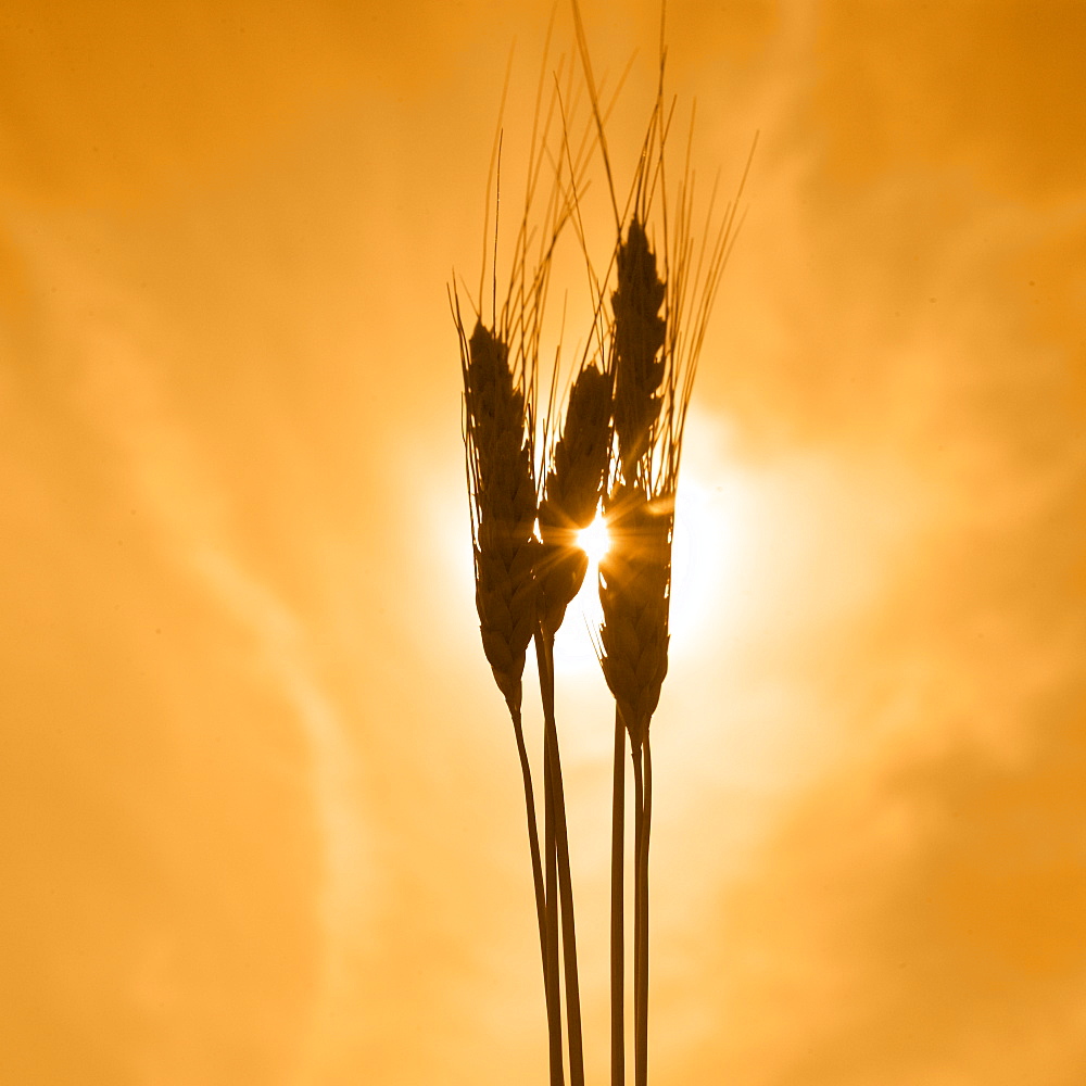 Wheat against a golden sky