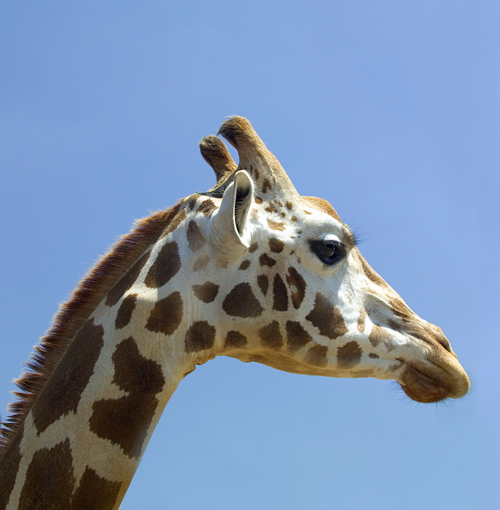 Profile of a giraffe's head