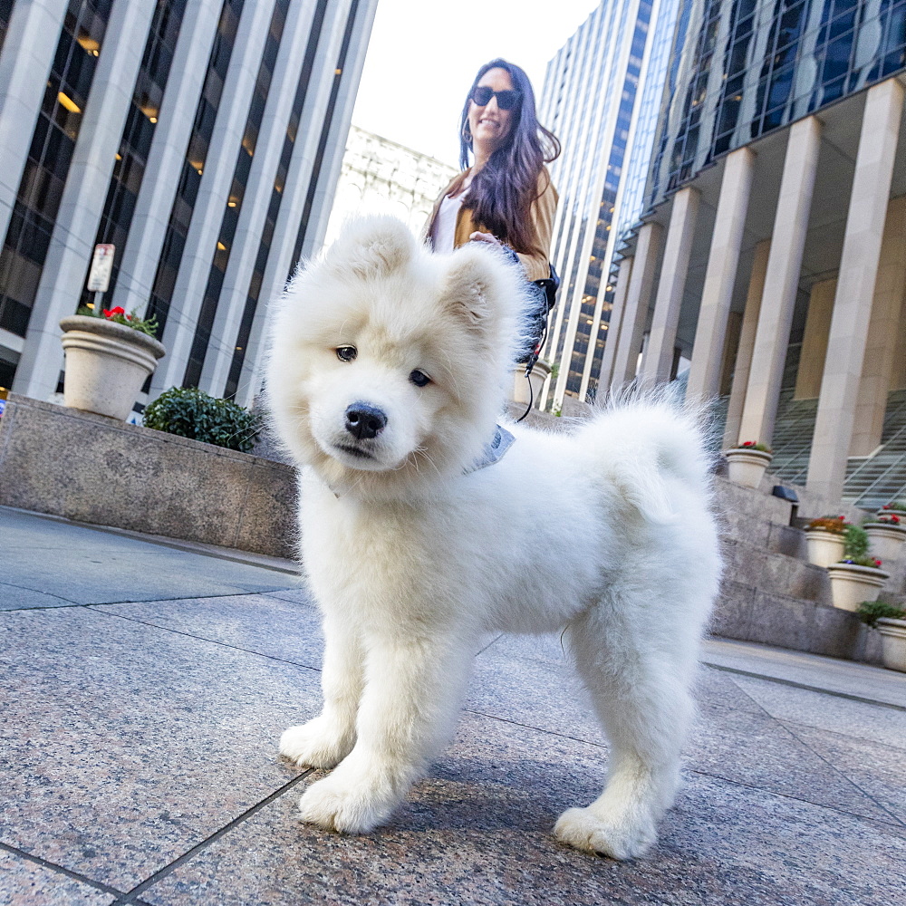 USA, California, San Francisco, Samoyed puppy on walk in city