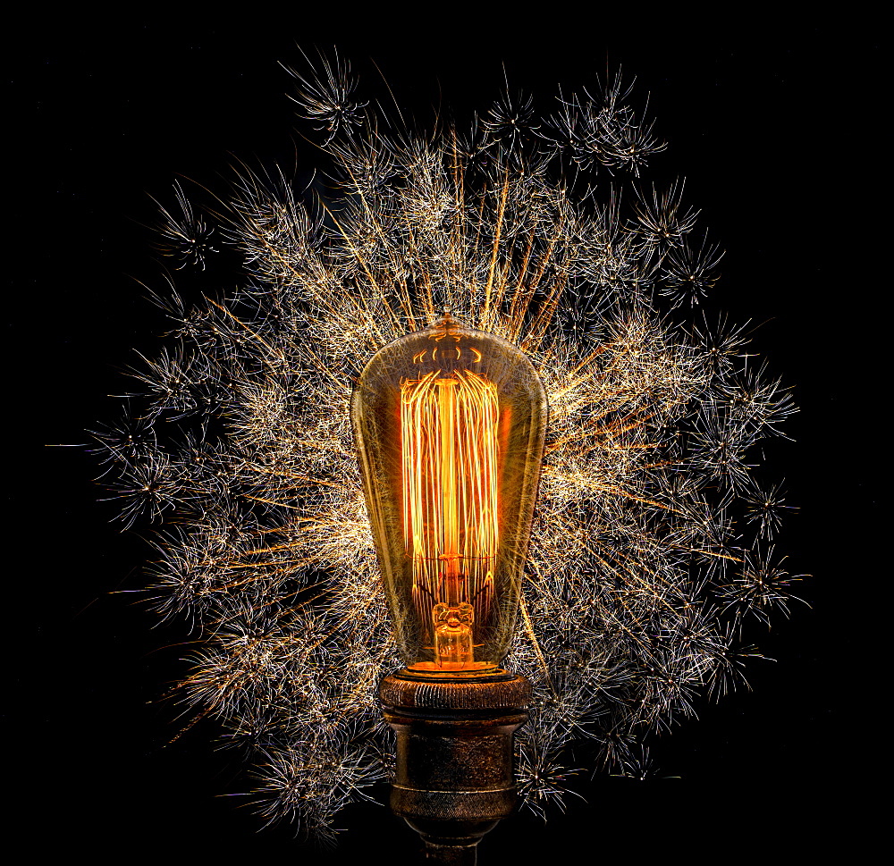 Edison light bulb with dandelion seeds on black background