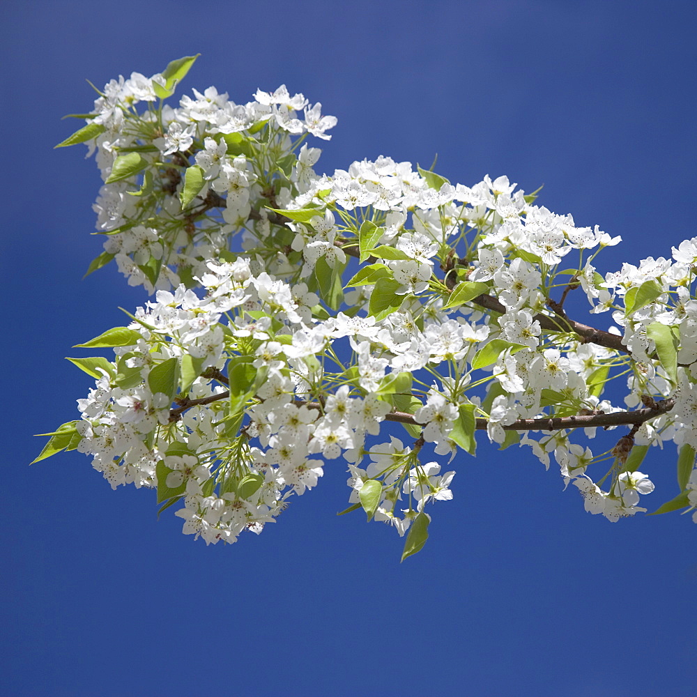 Branch of blossoming tree