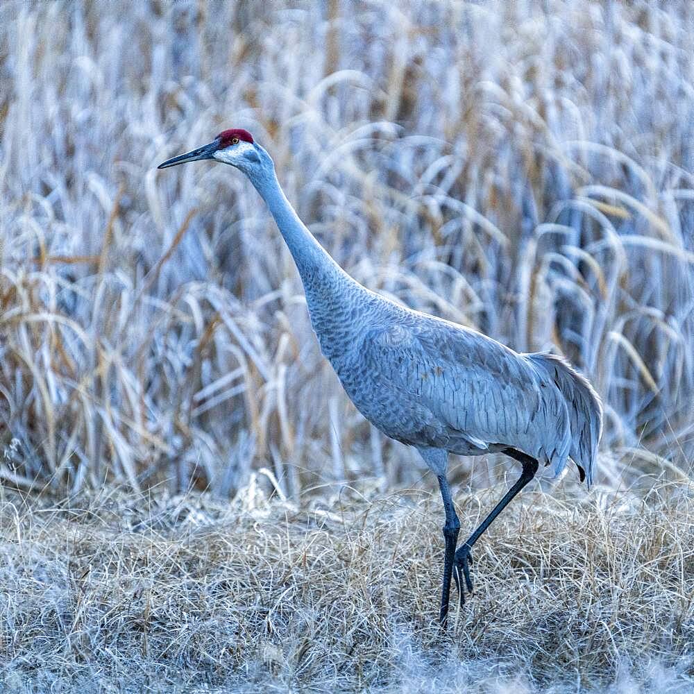 USA, Idaho, Bellevue, Sandhill crane (Antigone canadensis) in marsh